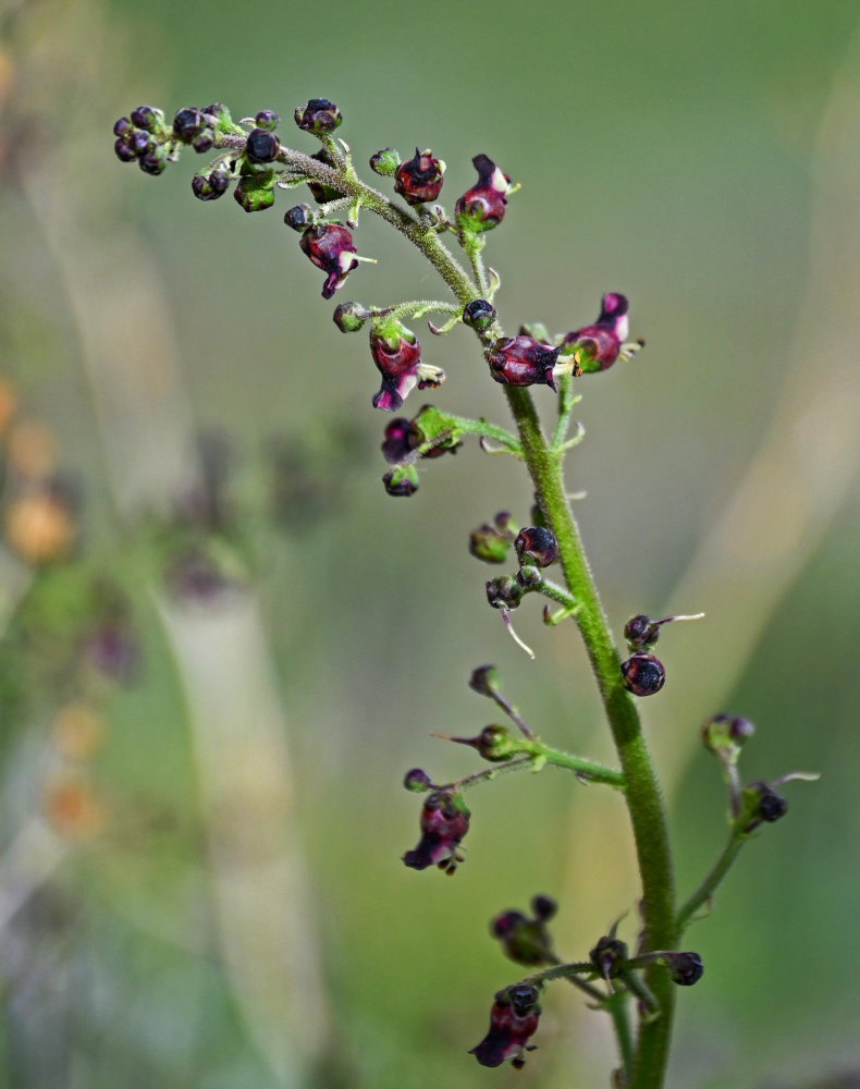 Изображение особи Scrophularia integrifolia.