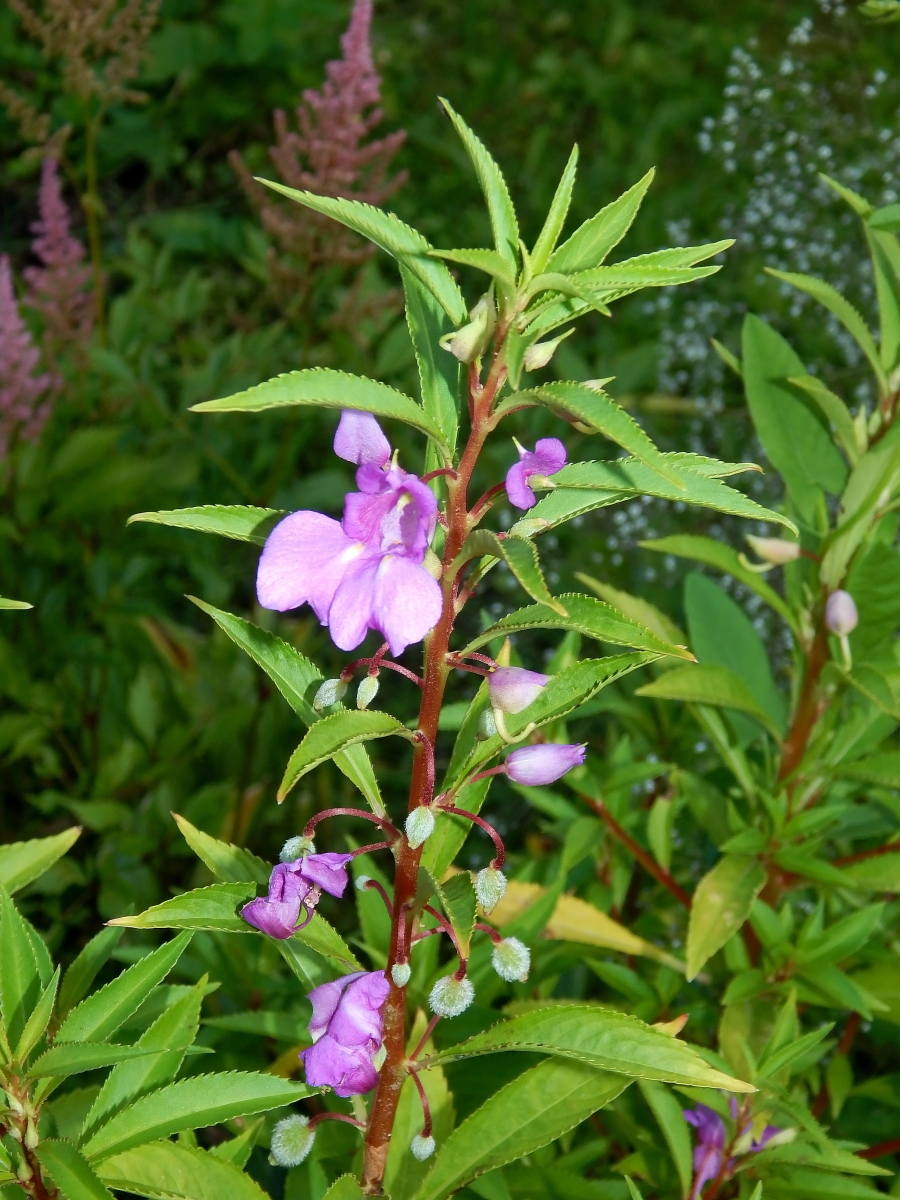 Изображение особи Impatiens balsamina.