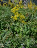 Ferula tenuisecta. Цветущее растение в сообществе с Geranium и Eremurus. Киргизия, Джалал-Абадская обл., Западный Тянь-Шань, Чаткальский хр., перевал Кульдамбес, ≈ 2400 м н.у.м., субальпийский луг. 12.07.2022.