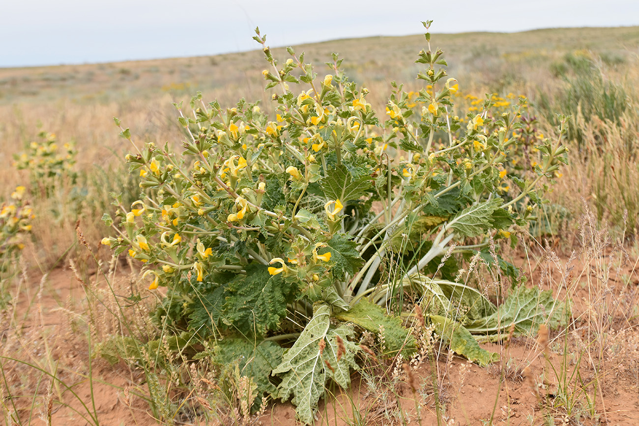 Image of Eremostachys tuberosa specimen.