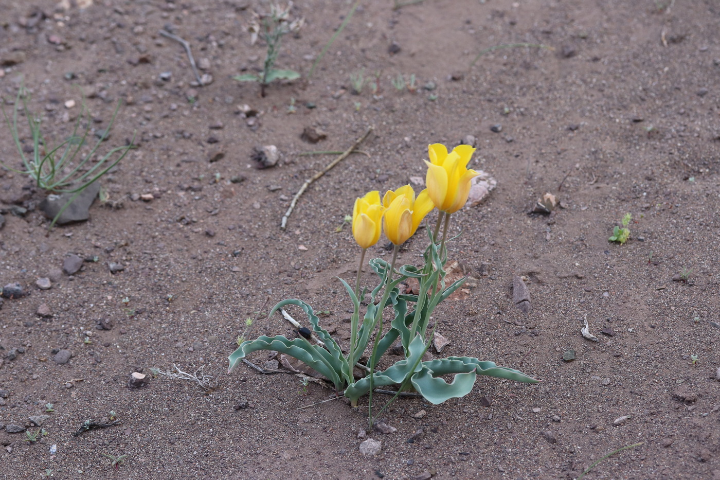 Изображение особи Tulipa behmiana.