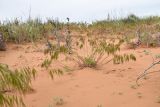 Anisantha tectorum