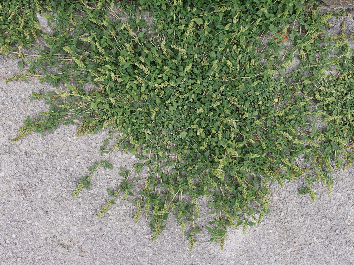 Image of Amaranthus deflexus specimen.