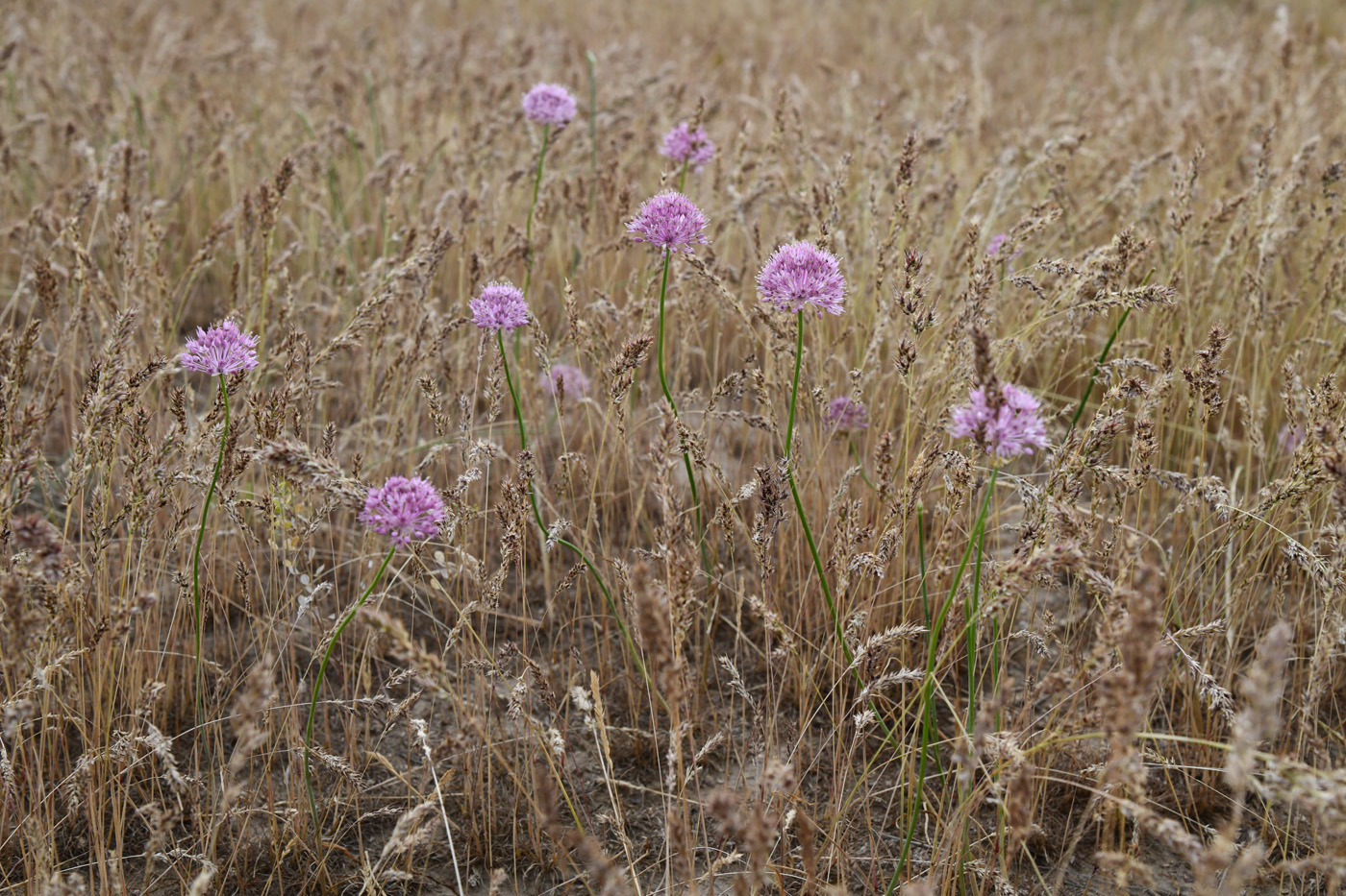 Image of Allium caricifolium specimen.