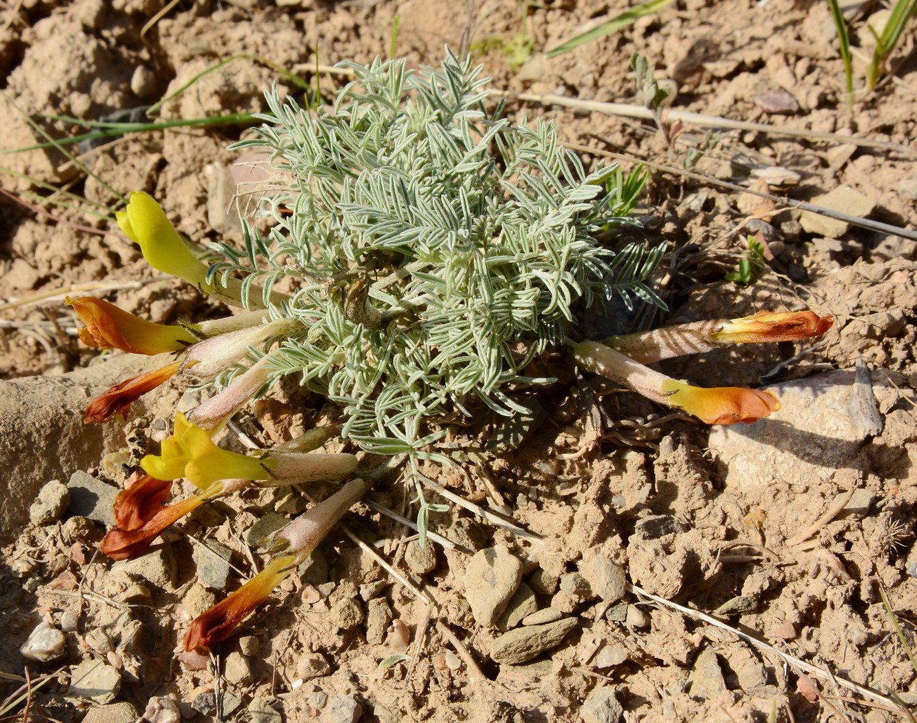 Image of Astragalus pseudodianthus specimen.