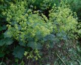 Alchemilla mollis