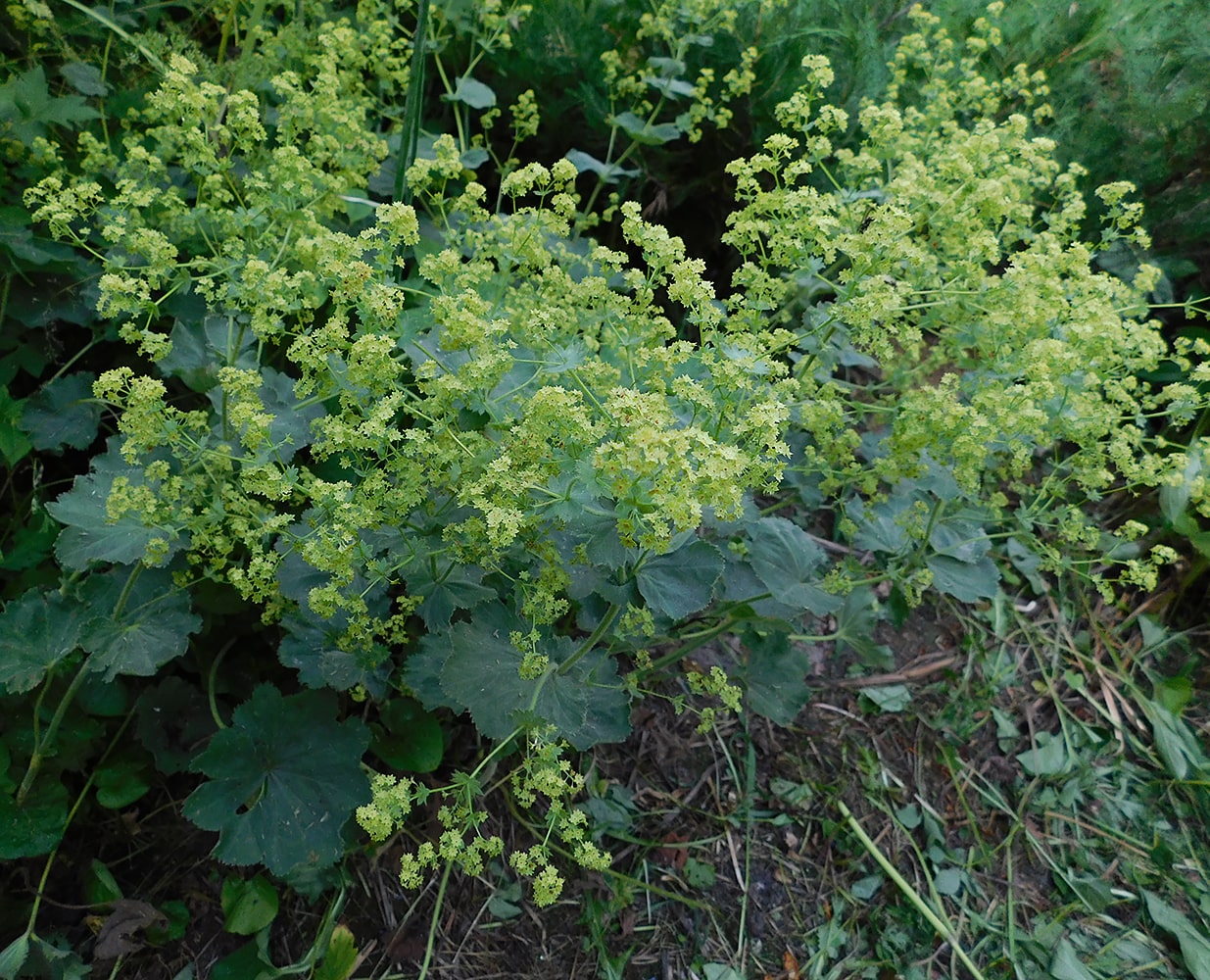 Изображение особи Alchemilla mollis.