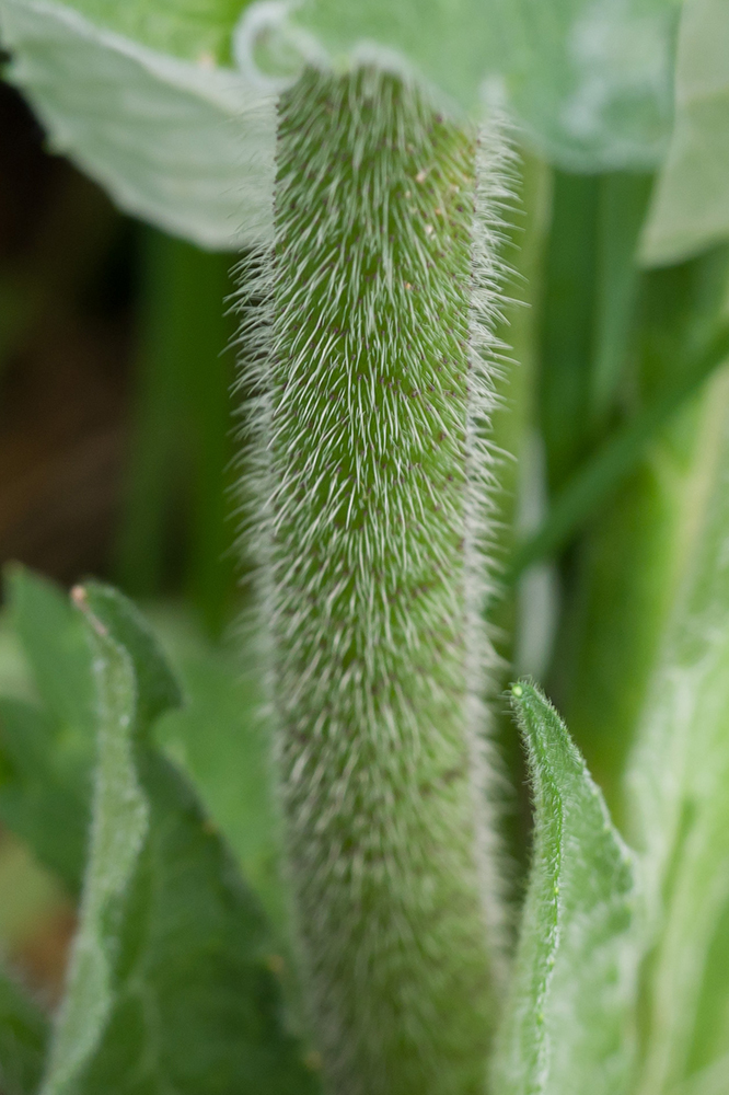 Image of Knautia montana specimen.