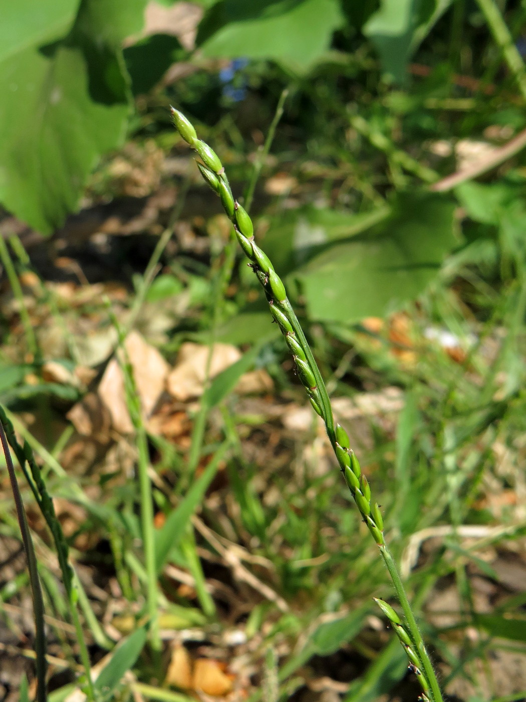 Image of Eriochloa succincta specimen.