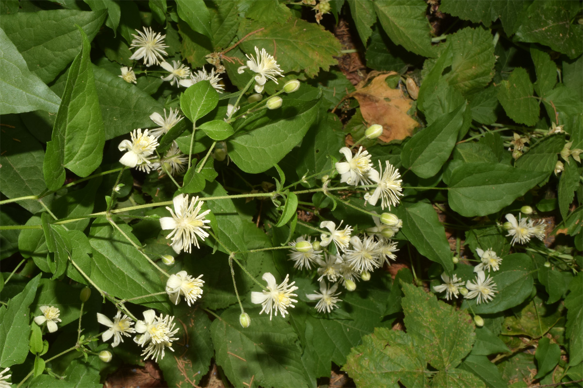 Изображение особи Clematis vitalba.