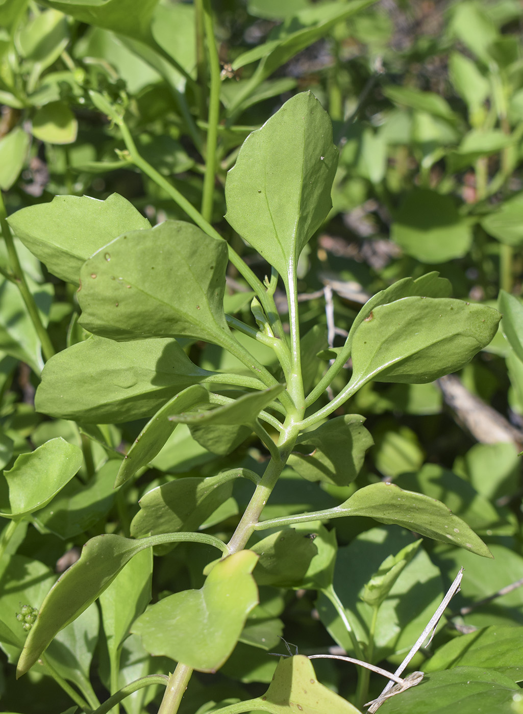 Image of Senecio angulatus specimen.