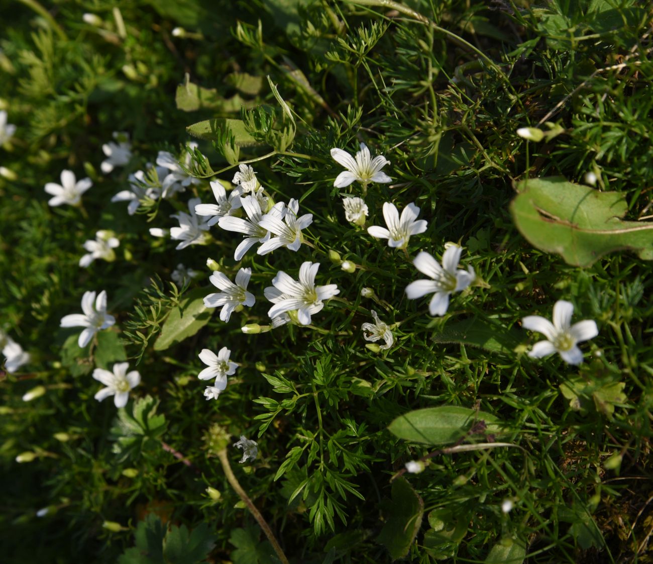 Image of Minuartia imbricata specimen.