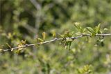 Ehretia microphylla. Побег с цветками. Турция, г. Анталья, Dokuma Park, в культуре. 01.06.2024.