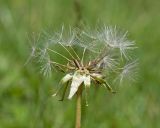 Taraxacum stenocephalum. Соплодие с частично облетевшими семянками. Кабардино-Балкария, Черекский р-н, ЮВ склон горы Агачбаши, ≈ 2400 м н.у.м., альпийский луг. 30.07.2024.