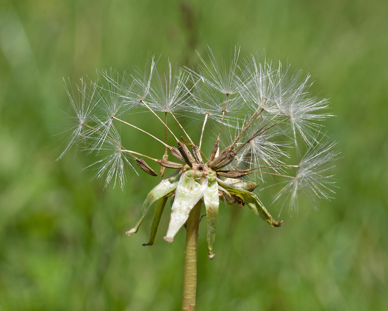 Изображение особи Taraxacum stenocephalum.