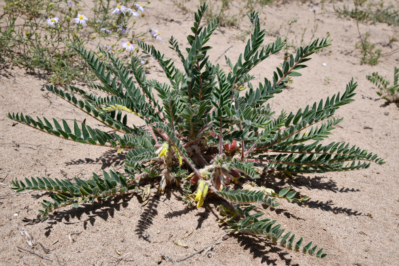 Image of Astragalus rubtzovii specimen.