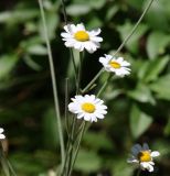 Pyrethrum poteriifolium. Соцветия. Краснодарский край, м/о Новороссийск, окр. с. Сукко, окр. оз. Сукко, залесённый левый борт долины. 14.06.2021.