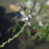 Verbena officinalis. Верхушка соцветия. Краснодарский край, г. Адлер, пойма р. Мзымта, песчано-галечниковые наносы. 06.09.2023.