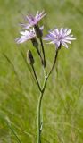 View full-size image Scorzonera purpurea