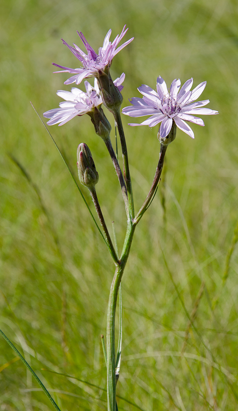 Изображение особи Scorzonera purpurea.