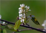 View full-size image Amelanchier spicata