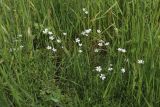 View full-size image Cerastium arvense