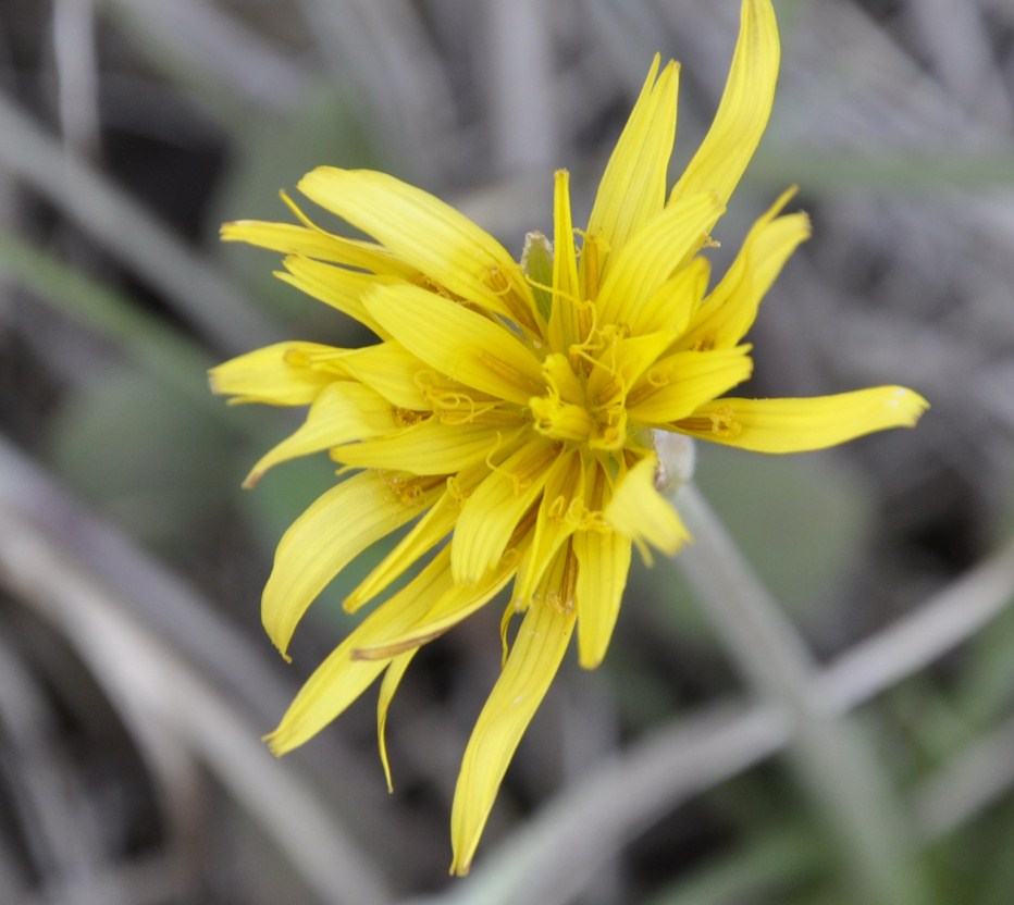 Изображение особи Scorzonera crocifolia.