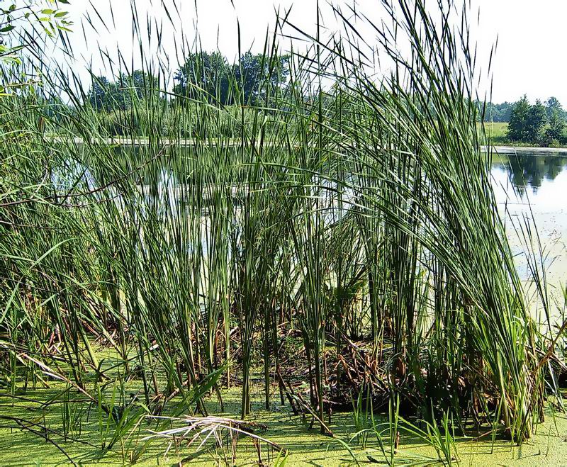 Изображение особи Typha angustifolia.