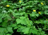 Ranunculus cappadocicus