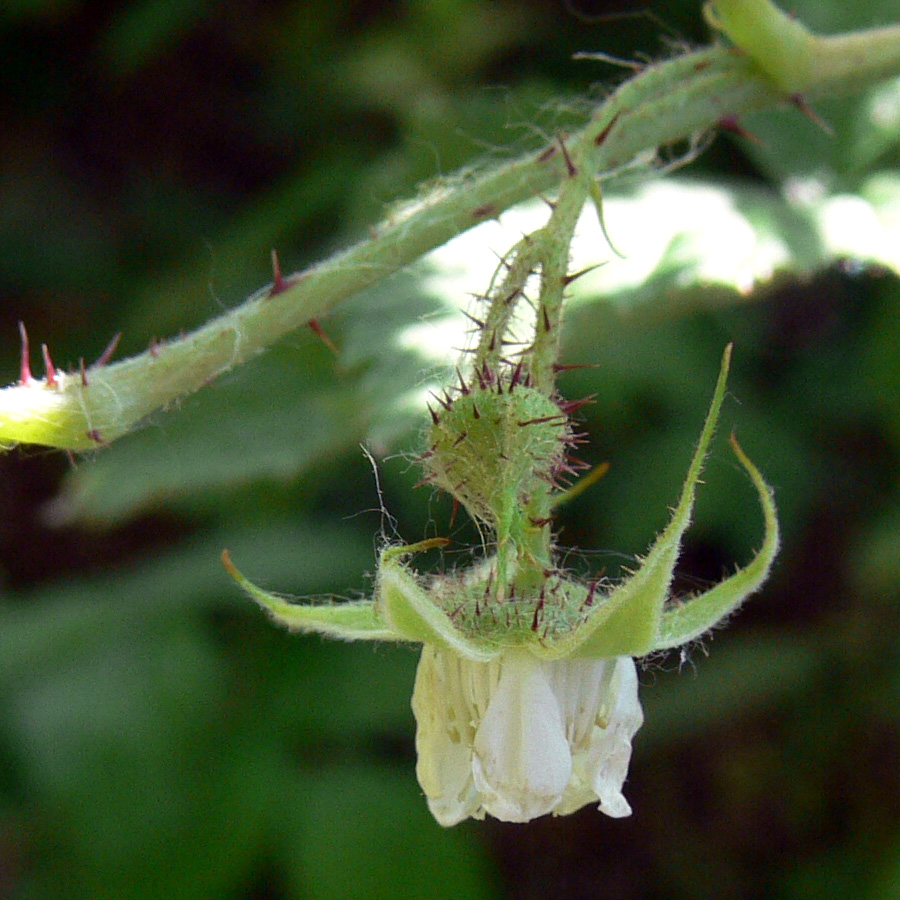 Image of Rubus matsumuranus specimen.