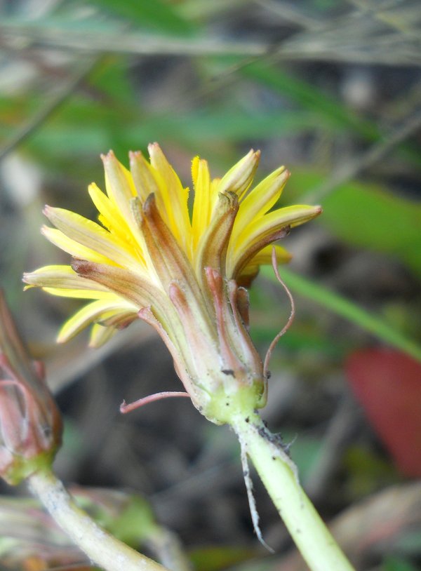 Image of Taraxacum bessarabicum specimen.