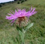 Centaurea abnormis