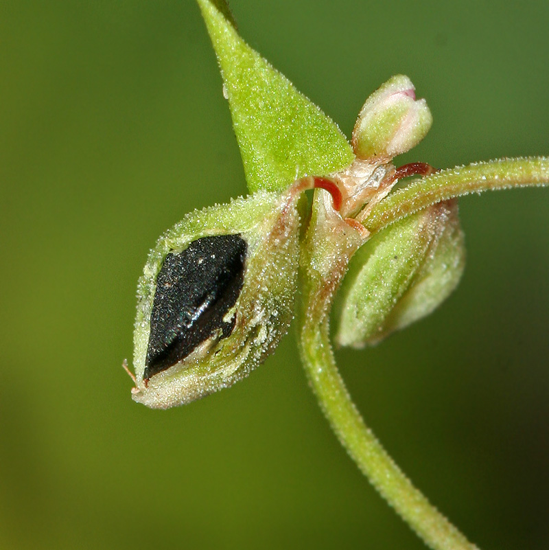 Изображение особи Fallopia convolvulus.