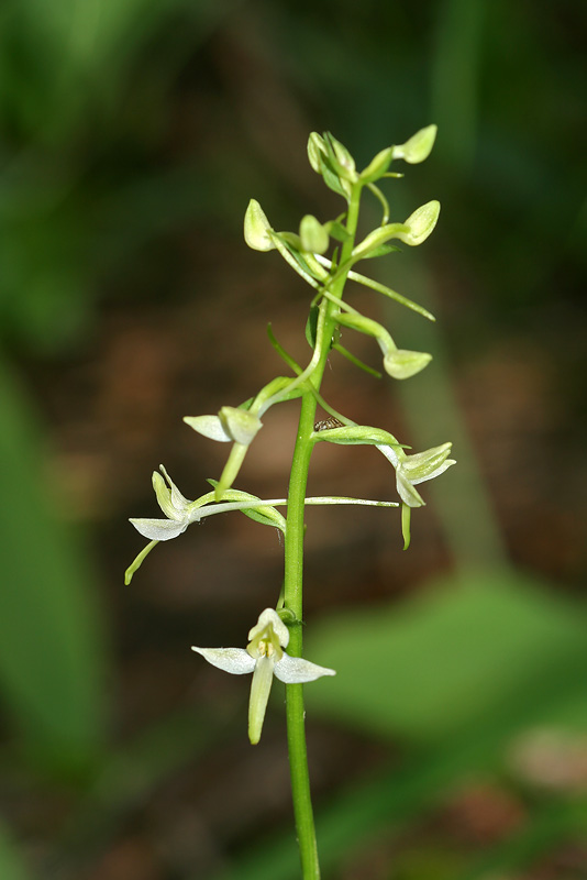 Изображение особи Platanthera bifolia.