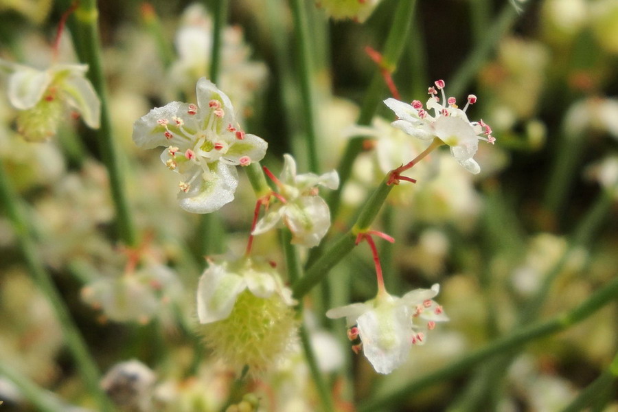 Изображение особи Calligonum polygonoides.