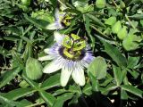 Passiflora caerulea. Цветок, бутоны и листья. Азербайджан, г. Баку, садовый участок. 30.05.2009.