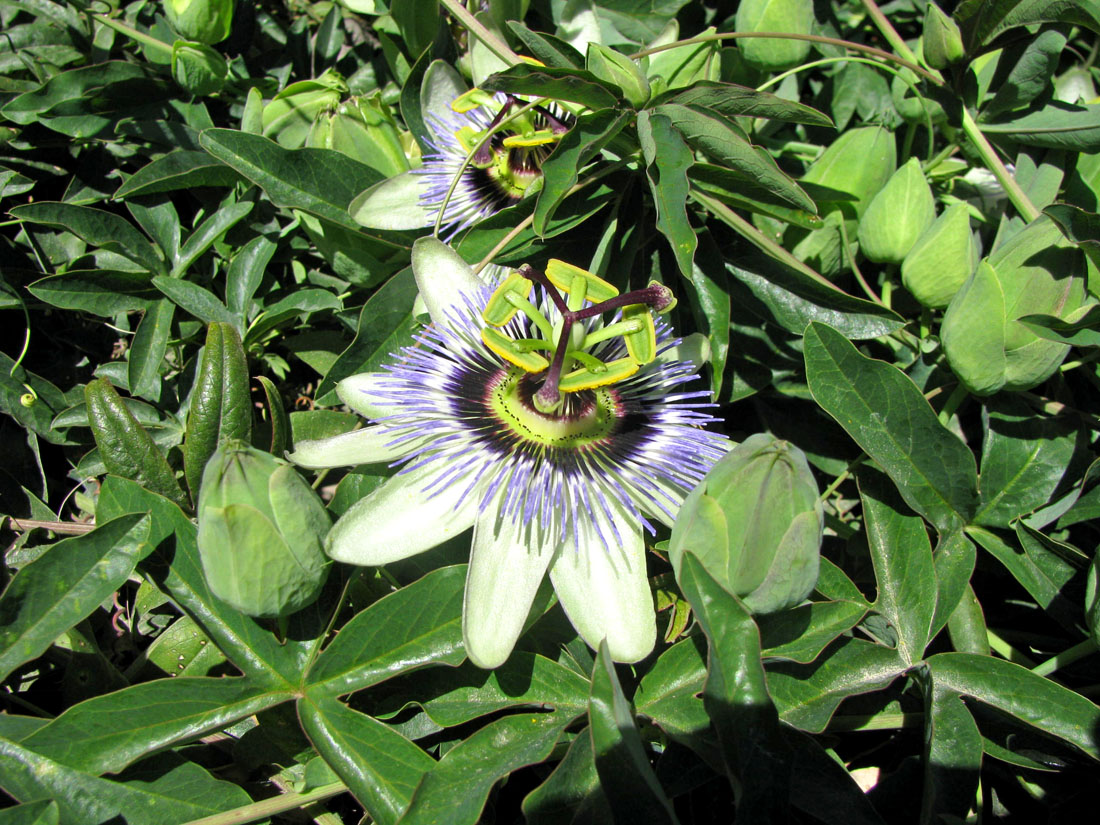 Image of Passiflora caerulea specimen.