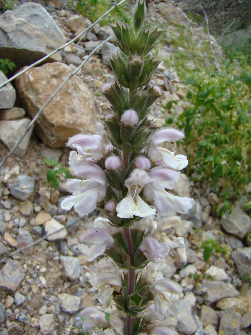 Image of Phlomoides kurpsaica specimen.