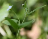 Omphalodes scorpioides. Соцветие. Белгородская обл., Борисовский р-н, дубрава \"Лес на Ворскле\", приопушечная часть дубняка. 03.05.2010.