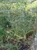 Смотреть изображение Cynoglossum creticum