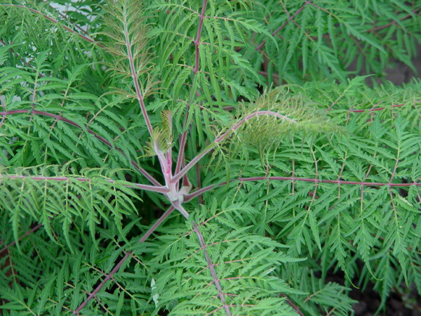 Изображение особи Rhus typhina f. dissecta.