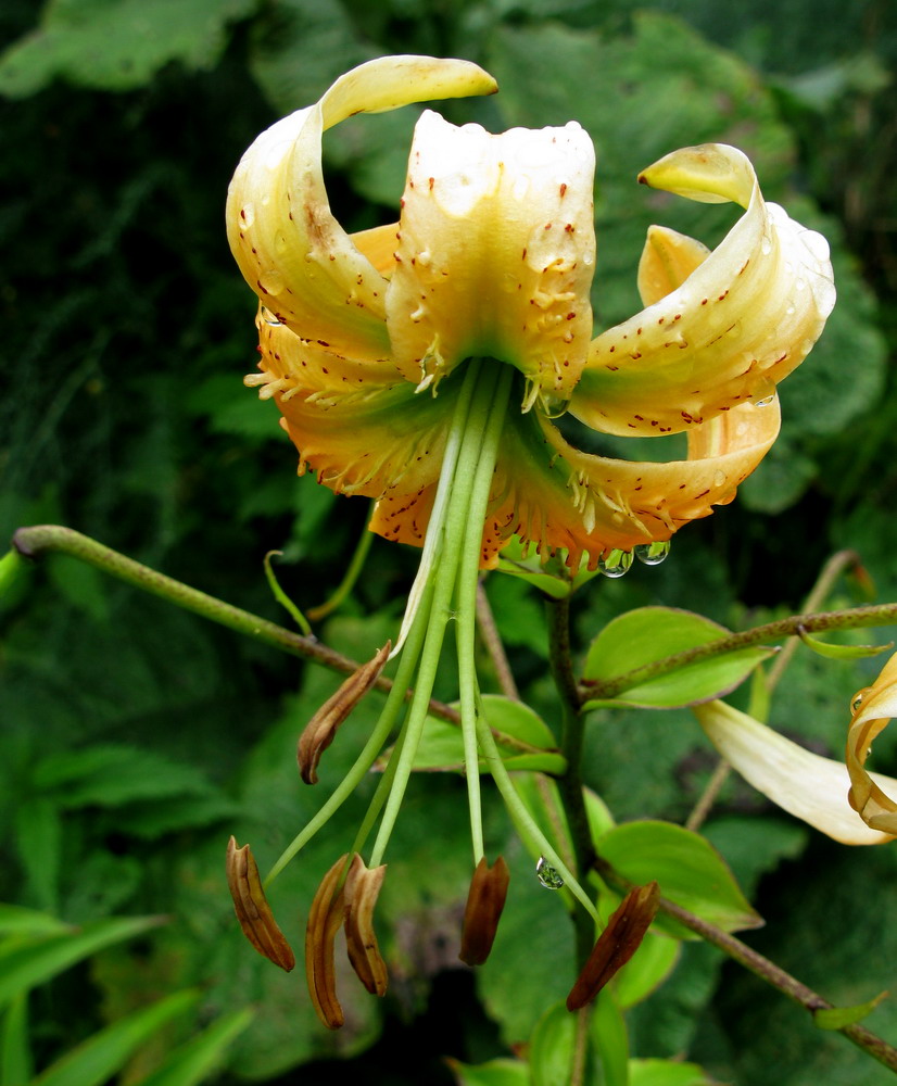 Image of Lilium henryi specimen.