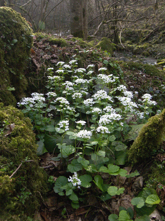 Изображение особи Pachyphragma macrophyllum.