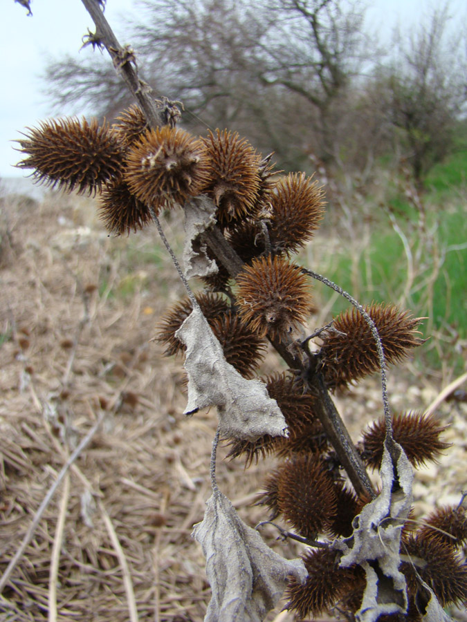 Image of Xanthium orientale specimen.