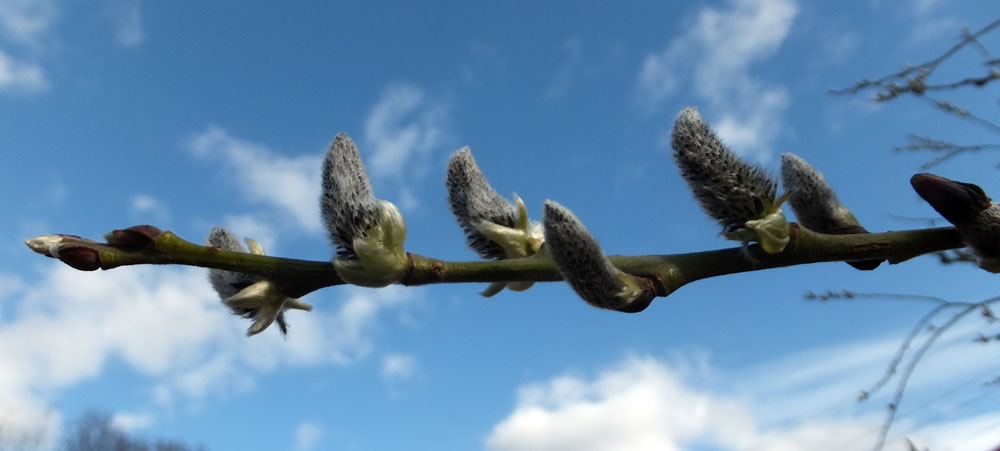 Image of Salix &times; laurina specimen.