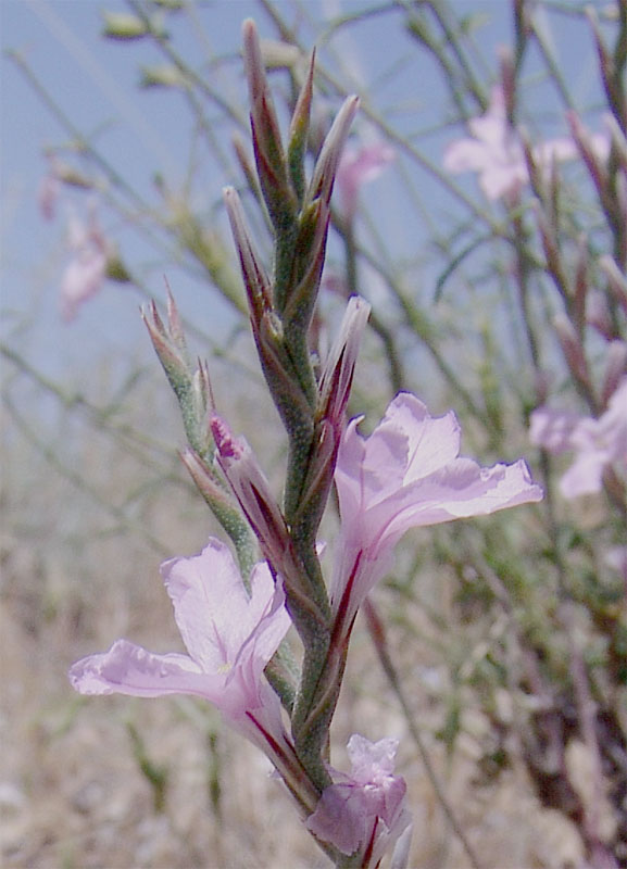 Image of Acantholimon lepturoides specimen.