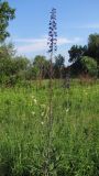 Delphinium elatum. Цветущее растение на лугу. Республика Хакасия, Ширинский р-н, окр. с. Ефремкино, долина р. Белый Июс. 18.07.2012.