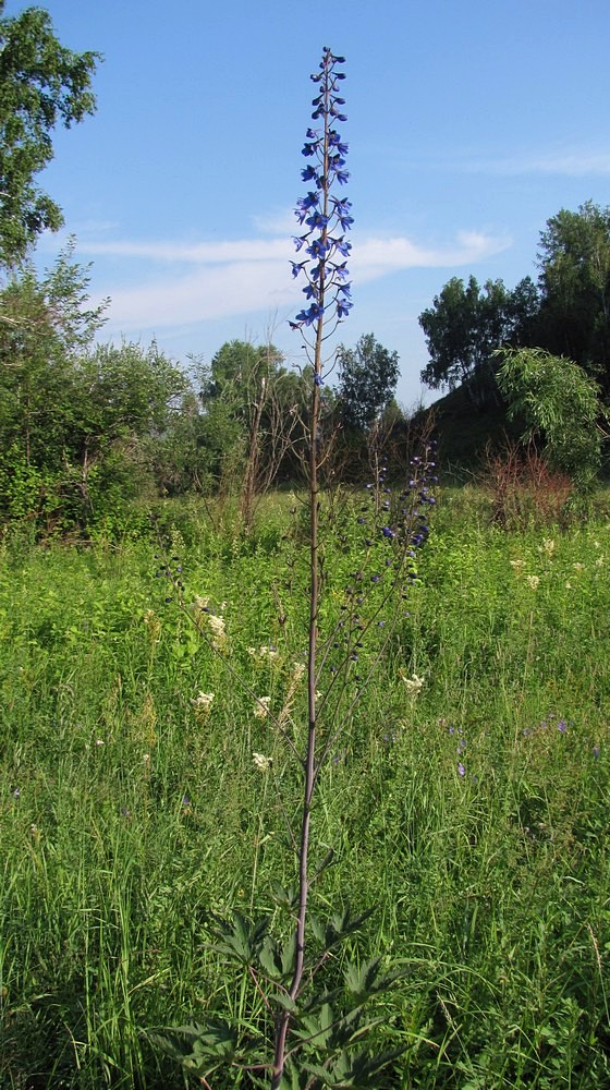 Image of Delphinium elatum specimen.