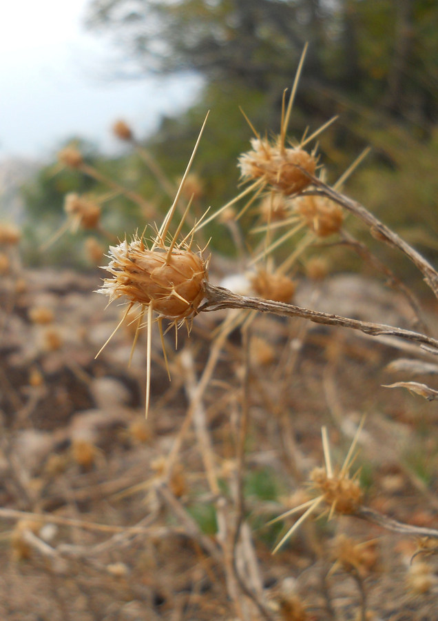 Изображение особи Centaurea solstitialis.