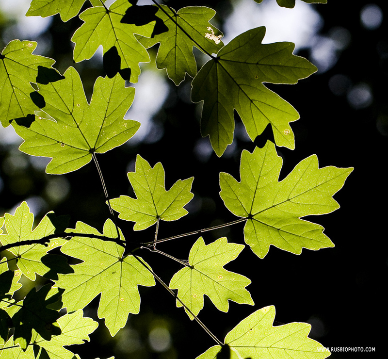 Image of Acer campestre specimen.